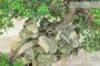 7 - Bonsai di Zelkova Parvifolia su roccia (14).
