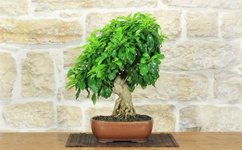 1 - Bonsai di Durantha (15)