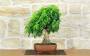 1 - Bonsai di Durantha (15)