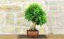 2 - Bonsai di Durantha (15)