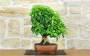 3 - Bonsai di Durantha (15)