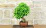 4 - Bonsai di Durantha (15)