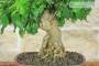 5 - Bonsai di Durantha (15)