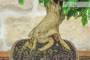 6 - Bonsai di Durantha (15)