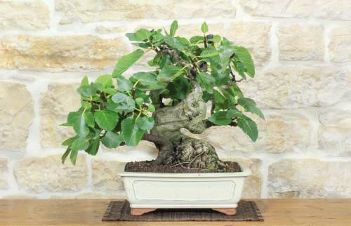 1 - Bonsai di Fico (91)