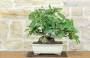 3 - Bonsai di Fico (91)