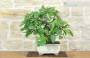 4 - Bonsai di Fico (91)