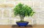1 - Bonsai di Melograno (155)