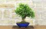 2 - Bonsai di Melograno (155)