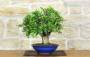 3 - Bonsai di Melograno (155)