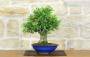 4 - Bonsai di Melograno (155)