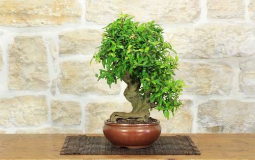 1 - Bonsai di Melograno giapponese "Nejikan" (29)