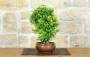 2 - Bonsai di Melograno giapponese "Nejikan" (29)