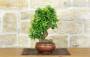 3 - Bonsai di Melograno giapponese "Nejikan" (29)