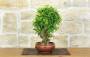 4 - Bonsai di Melograno giapponese "Nejikan" (29)