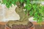 5 - Bonsai di Melograno giapponese "Nejikan" (29)