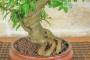 6 - Bonsai di Melograno giapponese "Nejikan" (29)