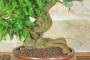 7 - Bonsai di Melograno giapponese "Nejikan" (29)