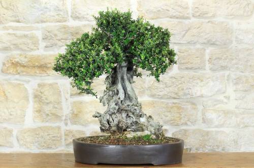 1 - Bonsai di Olivastro (299)
