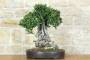 1 - Bonsai di Olivastro (299)