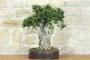 2 - Bonsai di Olivastro (299)