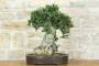 3 - Bonsai di Olivastro (299)