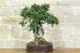 4 - Bonsai di Olivastro (299)