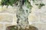6 - Bonsai di Olivastro (299)