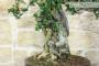 8 - Bonsai di Olivastro (299)