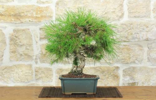 1 - Bonsai di Pino d'Aleppo (16)
