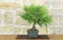 2 - Bonsai di Pino d'Aleppo (16)