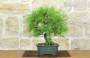 3 - Bonsai di Pino d'Aleppo (16)