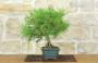 4 - Bonsai di Pino d'Aleppo (16)