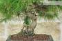 5 - Bonsai di Pino d'Aleppo (16)
