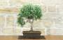 1 - Bonsai di Rosmarino (63)