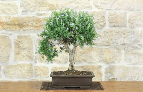 1 - Bonsai di Rosmarino (63)