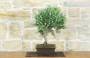 2 - Bonsai di Rosmarino (63)
