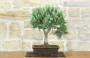 3 - Bonsai di Rosmarino (63)