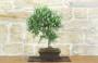 4 - Bonsai di Rosmarino (63)