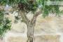6 - Bonsai di Rosmarino (63)