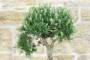 7 - Bonsai di Rosmarino (63)