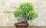 1 - Wild Vine Bonsai Yamadori (3)