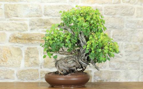 1 - Bonsaï de vigne sauvage Yamadori (3)
