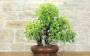 2 - Bonsaï de vigne sauvage Yamadori (3)