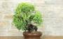 3 - Wild Vine Bonsai Yamadori (3)
