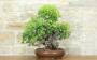 4 - Wild Vine Bonsai Yamadori (3)
