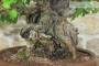 6 - Wild Vine Bonsai Yamadori (3)