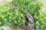 9 - Wild Vine Bonsai Yamadori (3)