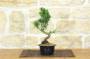 1 - Waldkiefer vor Bonsai