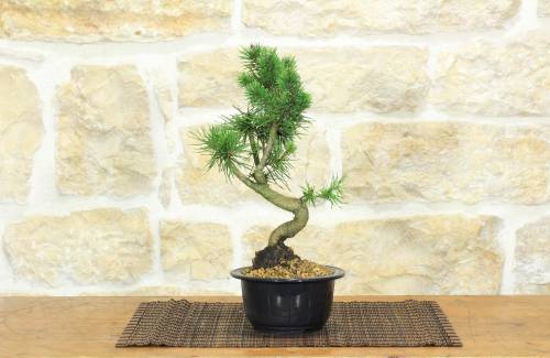 1 - Waldkiefer vor Bonsai